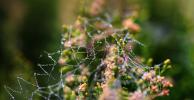 Pearly Dew Drops on a Spider Web, PearlsPearly Dew Drops on a Spider Web, Pearls, OESD01_170