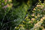 Pearly Dew Drops on a Spider Web, Pearls, OESD01_171