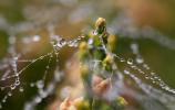 Pearly Dew Drops on a Spider Web, Pearls, OESD01_172