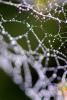 Pearly Dew Drops on a Spider Web, Pearls, OESD01_173