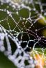 Pearly Dew Drops on a Spider Web, Pearls, OESD01_174