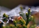 Pearly Dew Drops on a Spider Web, Pearls, OESD01_175