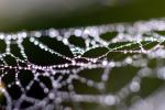 Pearly Dew Drops on a Spider Web, Pearls, OESD01_176