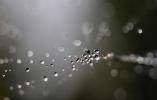 Pearly Dew Drops on a Spider Web, Pearls, OESD01_178