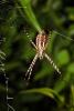 Spider on a Web, OESD01_185