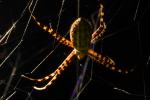 Spider and its web, OESD01_188
