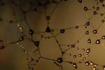 Early Morning Dew Drops on a Spider web, Neurons, OESD01_193