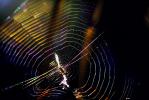 Chromatic Spectrum off a Spider Web, Rainbow Sheen, Mill Valley, California, OESV01P03_12.3335