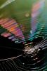 Chromatic Spectrum off a Spider Web, Rainbow Sheen, Mill Valley, California, OESV01P05_19.3302