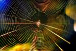 Chromatic Spectrum off a Spider Web, Rainbow Sheen, OESV01P07_19B