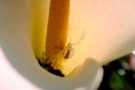 Cala Lilies, Spider, OESV01P11_01.3303