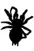 Spider silhouette, creepy crawler, shape, logo