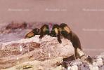 Orange-Kneed Tarantula, (Euathlus emelia), Theraposidae, OESV02P06_09