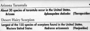 Arizona Tarantula, Aphonopelma chalcodes