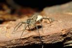 Wolf Spider, Schizocaosa sp, OESV02P07_14.0357