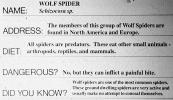 Wolf Spider, Schizocaosa sp