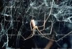 Long-Bodied Cellar Spider, Pholeus phalagioides, OESV02P07_16.0357