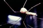 Long-Bodied Cellar Spider, Pholeus phalagioides, OESV02P07_17