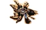 Goliath bird-eating spider (Theraphosa blondi), Araneae, Mygalomorphae, Theraphosidae, OESV02P08_09