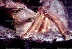 Goliath bird-eating spider (Theraphosa blondi), Araneae, Mygalomorphae, Theraphosidae, OESV02P08_10