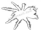 Spider, Outline, Orange-Kneed Tarantula line drawing, (Euathlus emelia), Theraposidae, shape, OESV02P09_04O