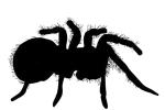 Goliath bird-eating spider Silhouette, (Theraphosa blondi), Araneae, Mygalomorphae, Theraphosidae, logo, shape, OESV02P09_12M