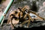 Goliath bird-eating spider (Theraphosa blondi), Araneae, Mygalomorphae, Theraphosidae, OESV02P09_17