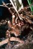Goliath bird-eating spider (Theraphosa blondi), Araneae, Mygalomorphae, Theraphosidae, OESV02P10_01