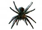 Goliath bird-eating spider (Theraphosa blondi), Araneae, Mygalomorphae, Theraphosidae, OESV02P10_08