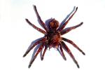 Goliath bird-eating spider (Theraphosa blondi), Araneae, Mygalomorphae, Theraphosidae, OESV02P10_08B