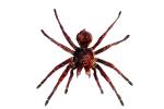 Goliath bird-eating spider (Theraphosa blondi), Araneae, Mygalomorphae, Theraphosidae, photo-object, object, cut-out, cutout, OESV02P10_08F