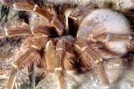 Goliath bird-eating spider (Theraphosa blondi), Araneae, Mygalomorphae, Theraphosidae, OESV02P10_18