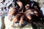 Goliath bird-eating spider (Theraphosa blondi), Araneae, Mygalomorphae, Theraphosidae, OESV02P11_01