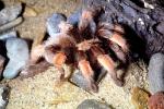 Goliath bird-eating spider (Theraphosa blondi), Araneae, Mygalomorphae, Theraphosidae, OESV02P11_03