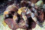 Goliath bird-eating spider (Theraphosa blondi), Araneae, Mygalomorphae, Theraphosidae, OESV02P12_03