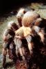 Goliath bird-eating spider (Theraphosa blondi), Araneae, Mygalomorphae, Theraphosidae, OESV02P12_04