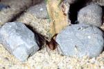 Brown Recluse Spider, (Loxosceles reclusa), Araneae, Sicariidae, OESV02P12_06