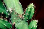 Prickly Cactus, OESV02P12_08