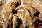 Goliath bird-eating spider (Theraphosa blondi), Araneae, Mygalomorphae, Theraphosidae, OESV02P12_10