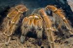Goliath bird-eating spider (Theraphosa blondi), Araneae, Mygalomorphae, Theraphosidae, OESV02P12_11