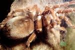 Goliath bird-eating spider (Theraphosa blondi), Araneae, Mygalomorphae, Theraphosidae
