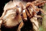 Goliath bird-eating spider (Theraphosa blondi), Araneae, Mygalomorphae, Theraphosidae, OESV02P12_13
