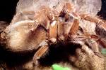 Goliath bird-eating spider (Theraphosa blondi), Araneae, Mygalomorphae, Theraphosidae, OESV02P12_14