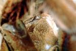Goliath bird-eating spider (Theraphosa blondi), Araneae, Mygalomorphae, Theraphosidae, OESV02P12_16