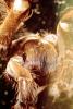Goliath bird-eating spider (Theraphosa blondi), Araneae, Mygalomorphae, Theraphosidae, OESV02P13_02