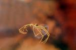 Brown Recluse Spider, (Loxosceles reclusa), Araneae, Sicariidae, OESV02P13_04