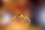 Brown Recluse Spider, (Loxosceles reclusa), Araneae, Sicariidae, OESV02P13_05