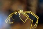 Brown Recluse Spider, (Loxosceles reclusa), Araneae, Sicariidae, OESV02P13_07