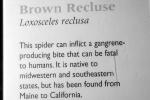 Brown Recluse Spider, (Loxosceles reclusa), Araneae, Sicariidae, OESV02P13_09