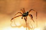 Trap-door Spider, (Aptostichus simus), OESV02P13_10